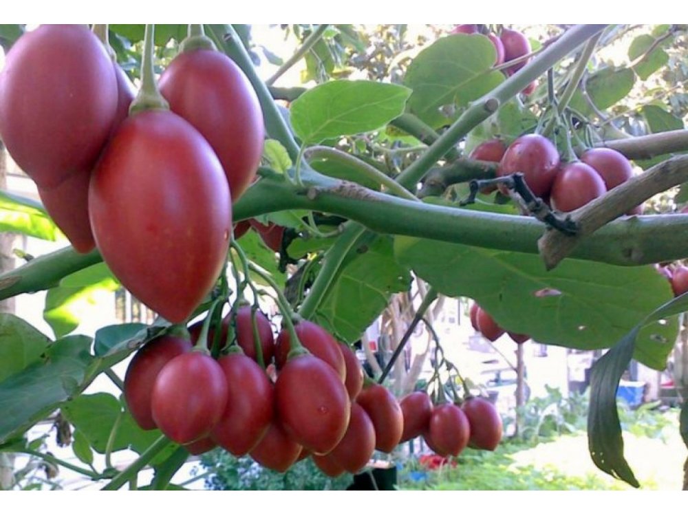 Tamarillo