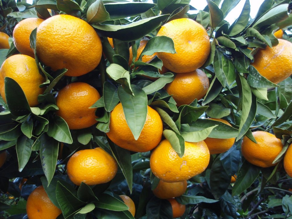 Satsuma μανταρίνι (Citrus unshiu)