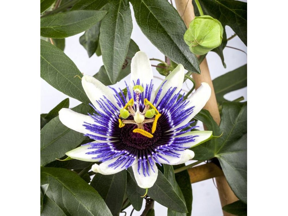 Passiflora edulis colvilli ™ (passion fruit) 