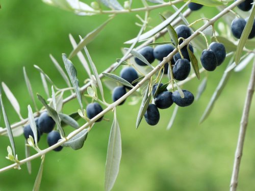 Agromarket hellas Kolovos Koroneiki olive (Greek)