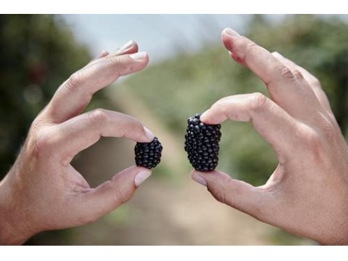 Agromarket hellas Kolovos Chester blackberry ™ 20/6/2024
