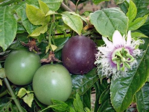 Agromarket hellas Kolovos Passion Fruit (γλάστρα 7x7)