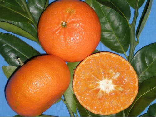 Agromarket hellas Kolovos Tangerine Encore