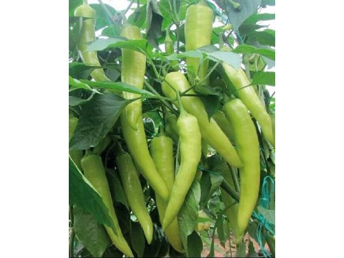 Agromarket hellas Kolovos 70 φυτά πιπεριά CYNTHIA F1 περιλαμβάνει μεταφορά με BOXNOW