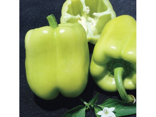 Agromarket hellas Kolovos 32 φυτά πιπεριές σπέσιαλ με BOXNOW 