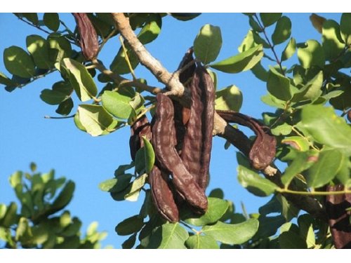 Agromarket hellas Kolovos Carob 7*7