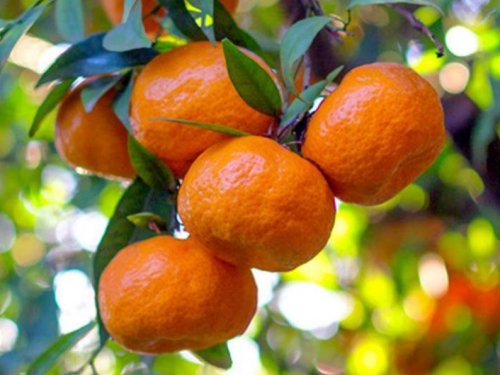 Agromarket hellas Kolovos Chiot mandarin