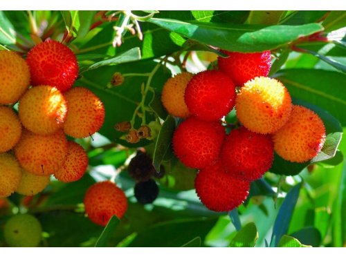 Agromarket hellas Kolovos Arbutus 7x7