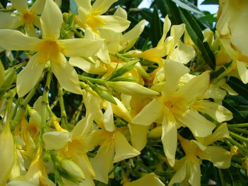 Agromarket hellas Kolovos Oleander yellow